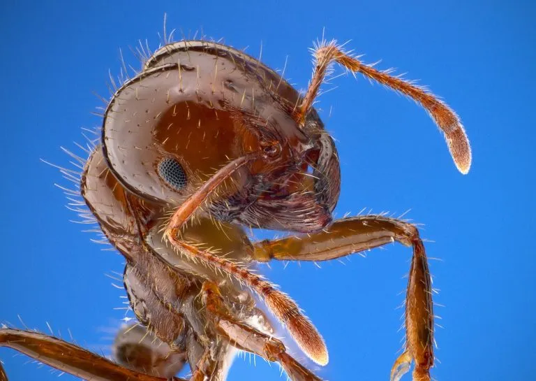 Formica di fuoco (Solenopsis invicta), operaia vista di fronte al microscopio