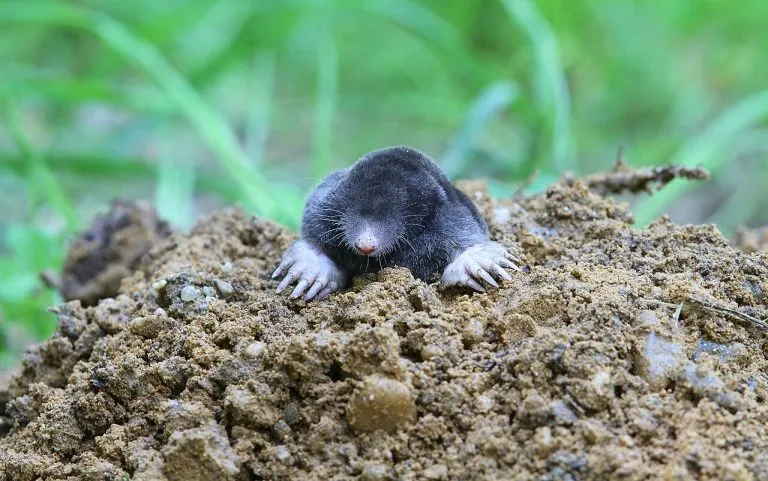 Talpa europea (Talpa europaea) su un cumulo di terra