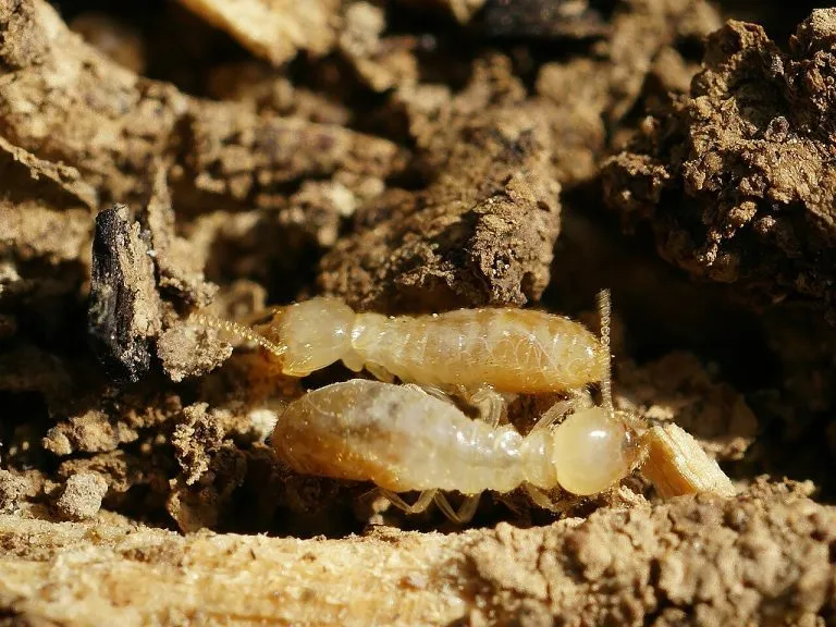 Operaie di termite sotterranea (Reticulitermes) nel terreno