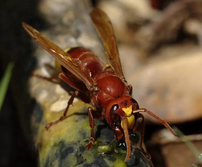 Calabrone orientale (Vespa orientalis) che beve, in primo piano
