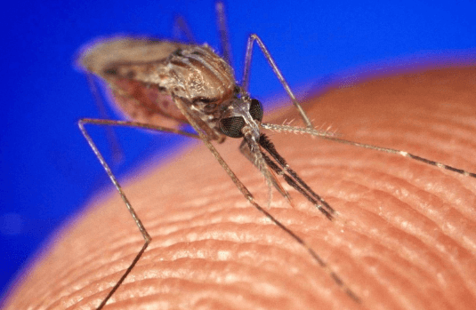 zanzara anopheles