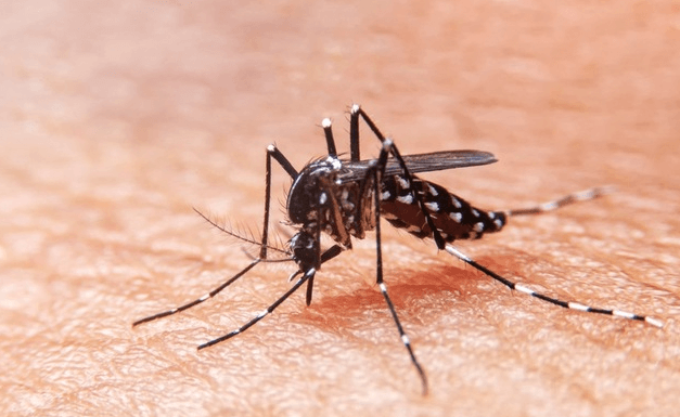 zanzare dengue